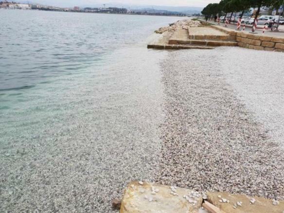 Apartmaji Ema Capodistria Esterno foto